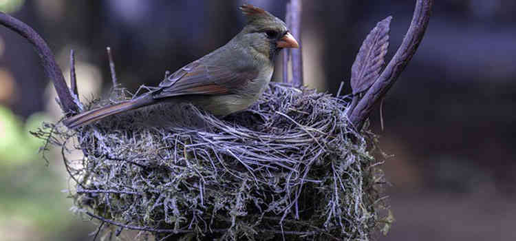 Bird Control Nesting Melbourne