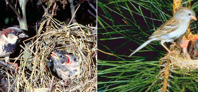 Bird Control Nesting Melbourne