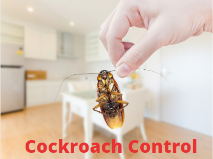Cockroach Prevention