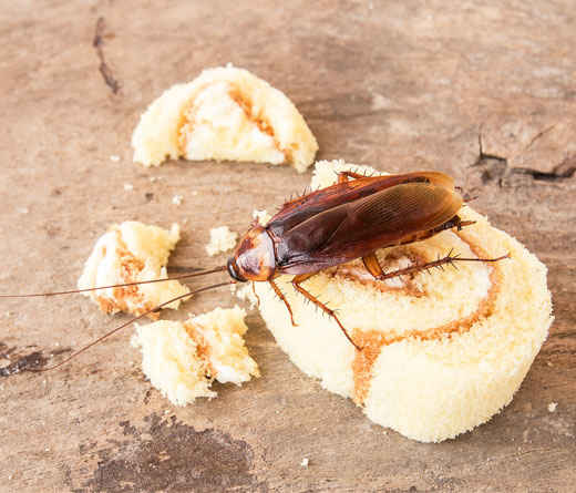 Cockroach Pest Control Services in Foxeys Hangout