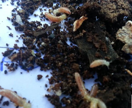 Termite Control Hepburn
