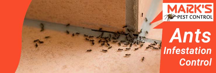 Ants Infestation