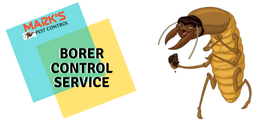 Borer Control Service- Marks Pest Control