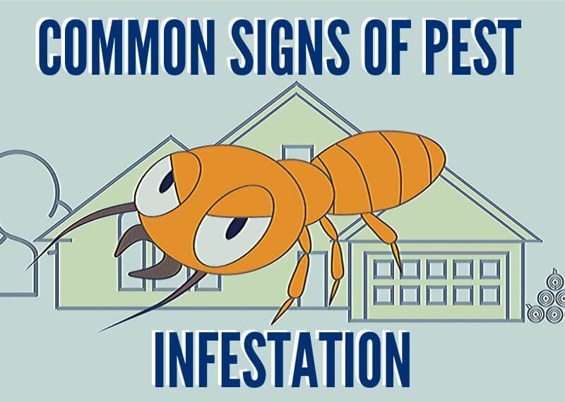 Common Signs of Pest Infestation