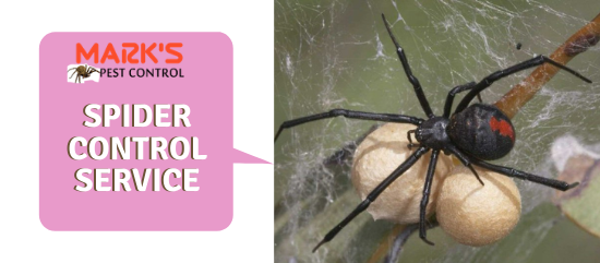 Spider Control Service-Marks Pest Control