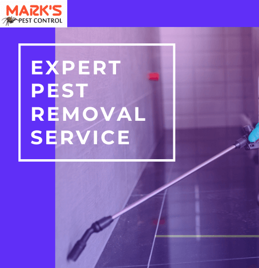 Expert Pest Removal Service