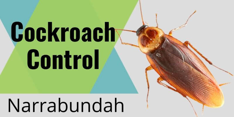 Cockroach control Narrabundah