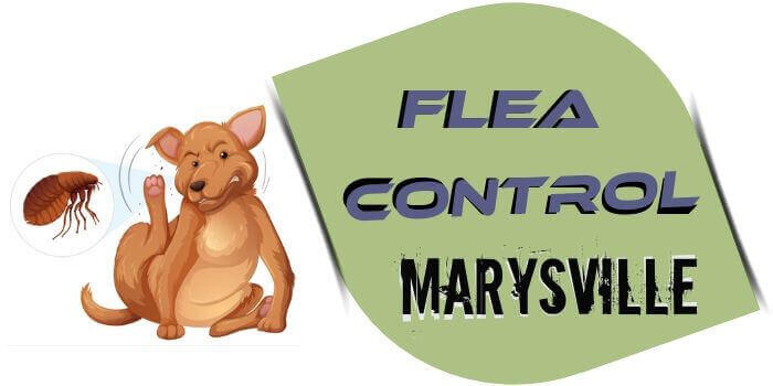 flea control Marysville