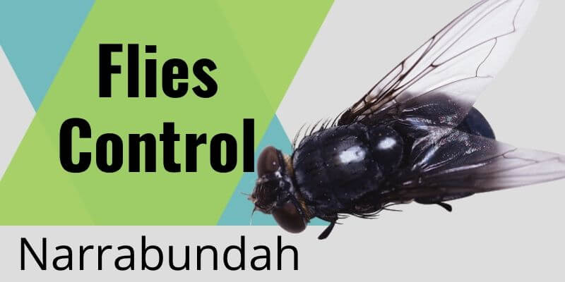 Flies control Narrabundah