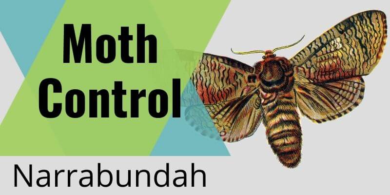 Moth Control Narrabundah