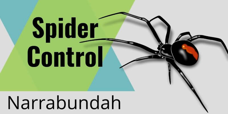 Spider control Narrabundah