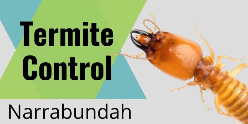 Termite control Narrabundah