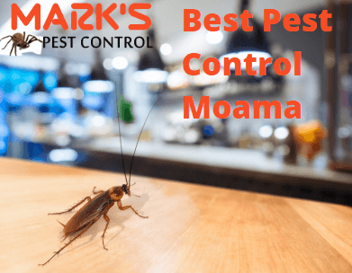 best pest control