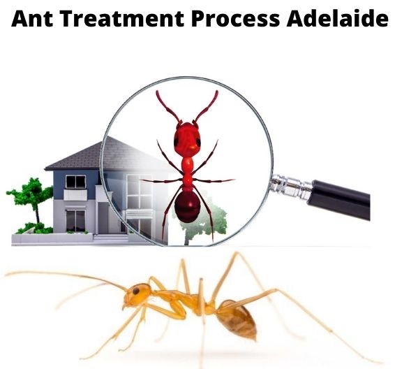 ant treatment procecss adelaide