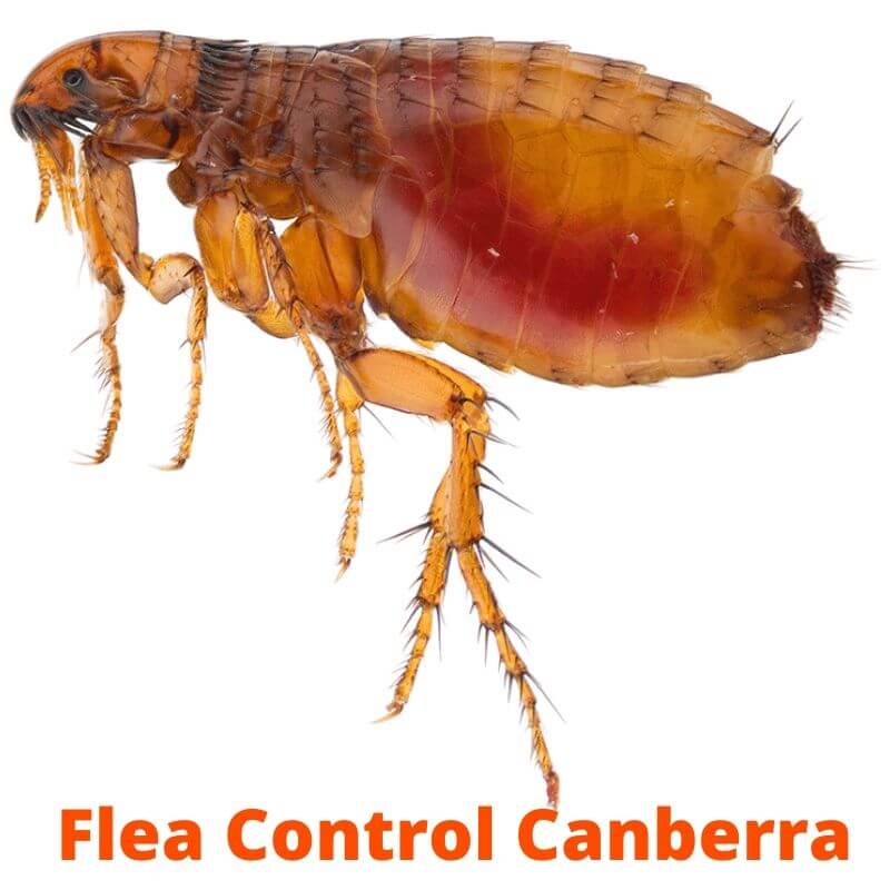 flea control canberra