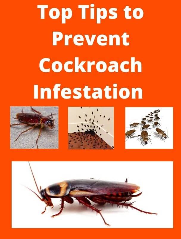 tips to prevent roach