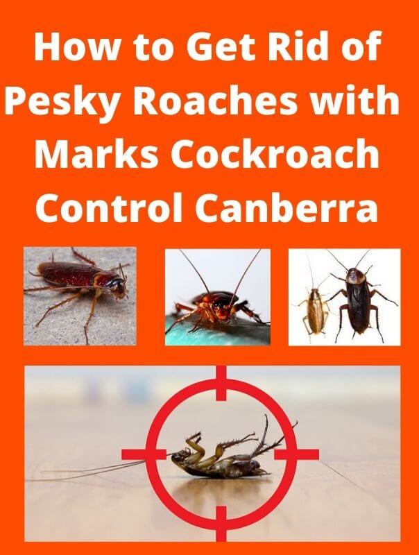 cockroach control canberra