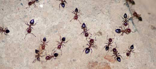 ant infestation control sydney