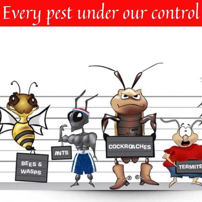 Pest Control dover Heights