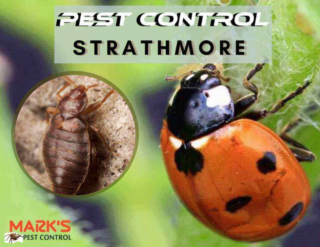 Pest Control Strathmore