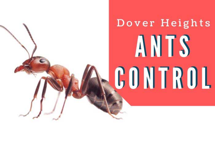 Ants control dover Heights