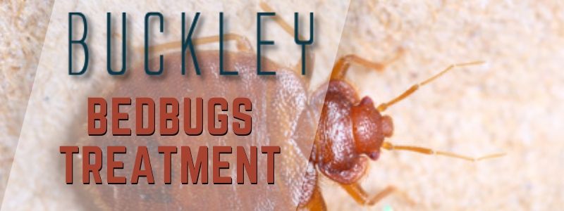 bedbugs control buckley
