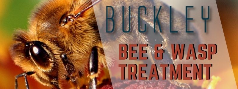 bee & wasp control buckley