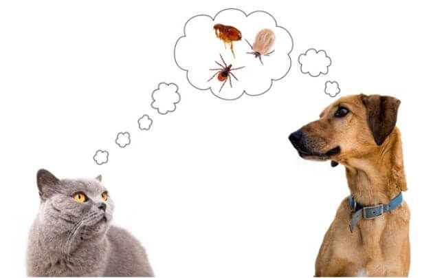 cat & dog flea