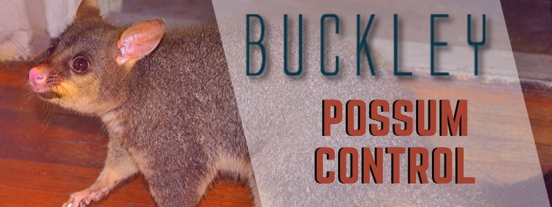possum control buckley