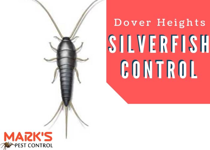Silverfish control Dover Heights