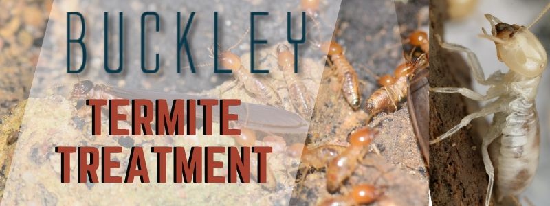 termite control buckley