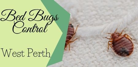 Bed Bugs Control