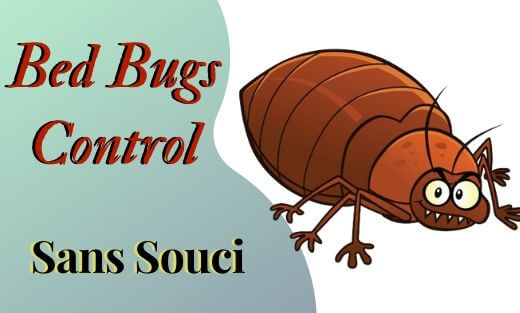 Bed Bug Pest Control Sans Souci