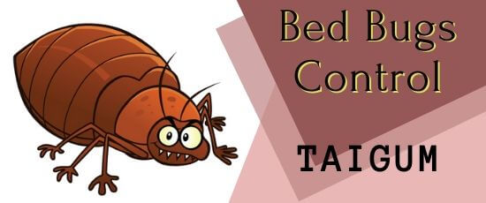 bed bug Control