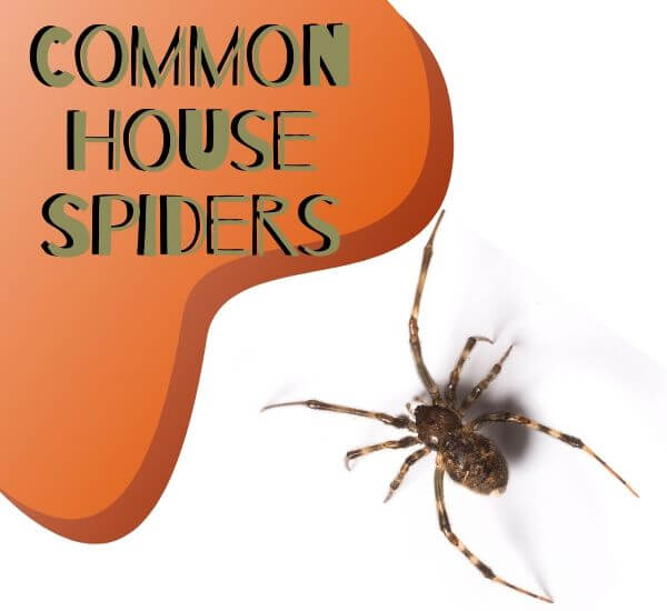 common house spiders