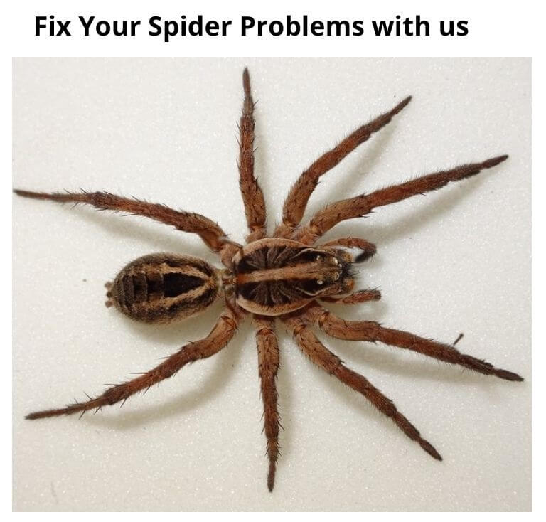 fix your spider problems with us