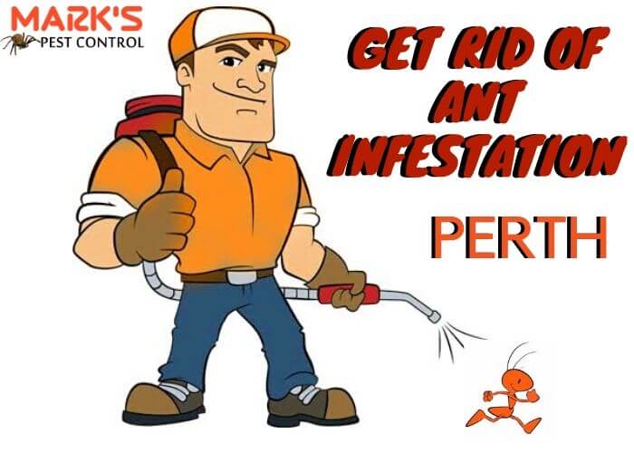 get rid of ant infestation with marks ant control brisbane