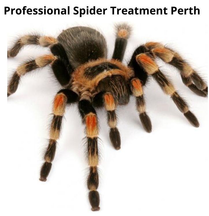 professional spider treatment perth