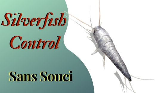 Silverfish Pest Control Sans Souci