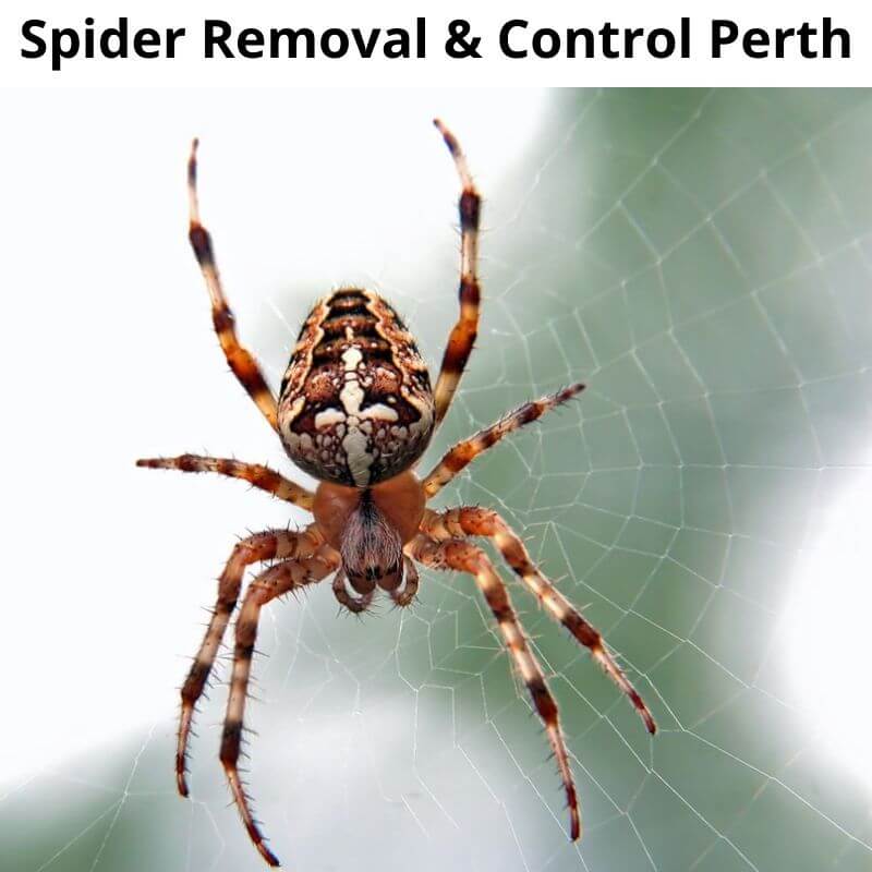 Spider Control Perth Top Spider Extermination Service