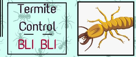 Termite Control