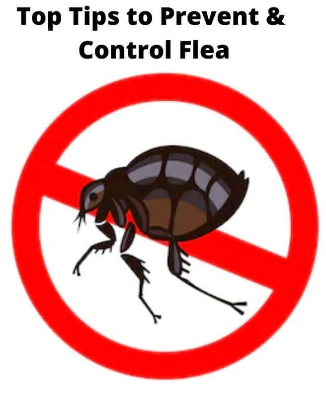 tips to prevent flea