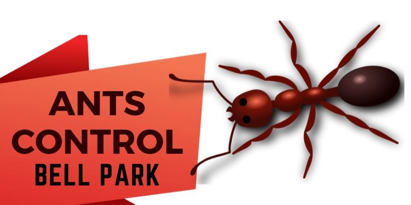 Ants Control Bell Park