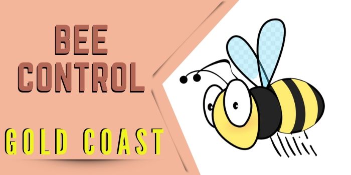 bee control gold coast