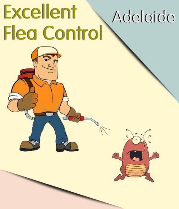 flea control adelaide