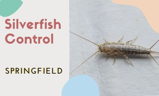 Silverfish Pest Control Springfield