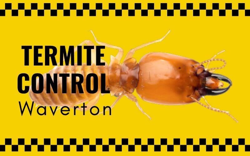 Termite control Waverton