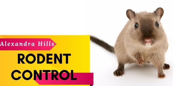 Rodent control Alexandra Hills