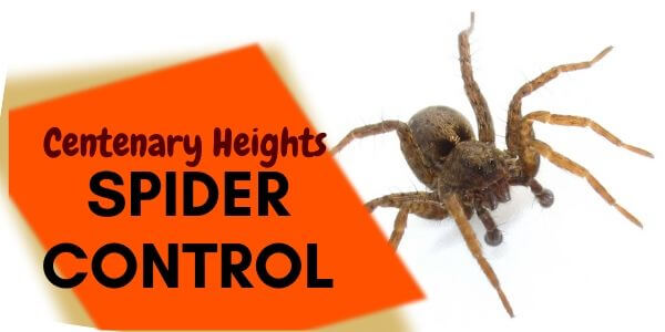 Spider control