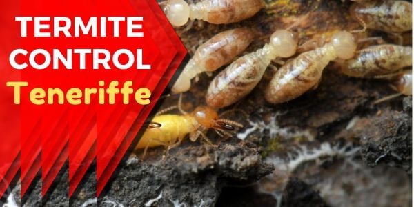 Termite control Teneriffe